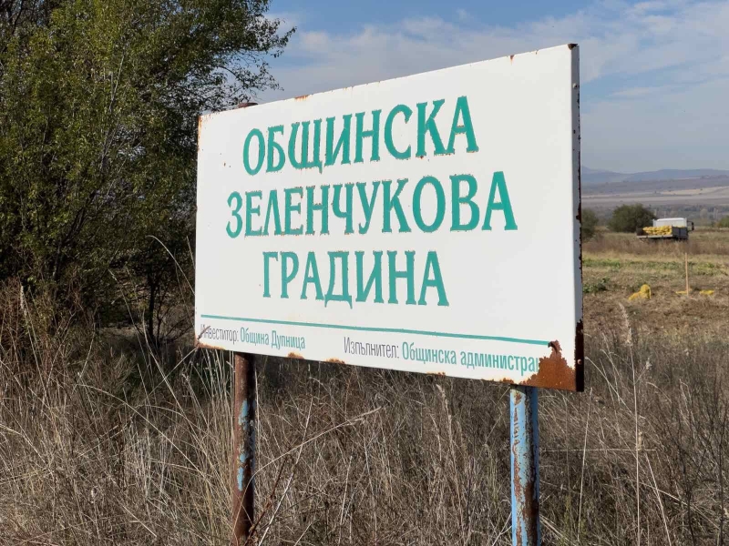 Кметът на Дупница Първан Дангов се включи в прибирането на реколтата от картофи от общинската зеленчукова градина